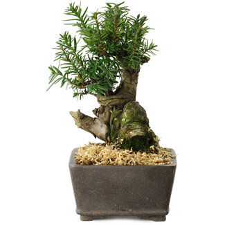Taxus cuspidata, 15,5 cm, ± 15 jaar oud