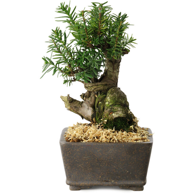 Taxus cuspidata, 15,5 cm, ± 15 ans, avec une base shohin exceptionnellement bonne