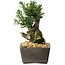 Taxus cuspidata, 15,5 cm, ± 15 ans, avec une base shohin exceptionnellement bonne