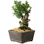 Taxus cuspidata, 15,5 cm, ± 15 jaar oud, met een uitzonderlijk goede shohin-basis