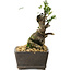 Taxus cuspidata, 15,5 cm, ± 15 ans, avec une base shohin exceptionnellement bonne