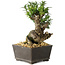 Taxus cuspidata, 15,5 cm, ± 15 ans, avec une base shohin exceptionnellement bonne