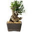 Taxus cuspidata, 15,5 cm, ± 15 jaar oud, met een uitzonderlijk goede shohin-basis