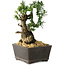 Taxus cuspidata, 15,5 cm, ± 15 jaar oud, met een uitzonderlijk goede shohin-basis