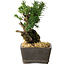 Taxus cuspidata, 15,5 cm, ± 15 ans, avec une base shohin exceptionnellement bonne
