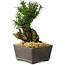 Taxus cuspidata, 15,5 cm, ± 15 jaar oud, met een uitzonderlijk goede shohin-basis