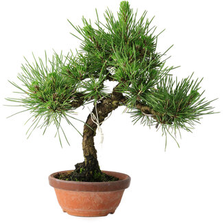 Pinus thunbergii, 27 cm, ± 25 years old