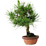 Pinus thunbergii, 27 cm, ± 25 jaar oud