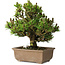 Pinus thunbergii Kotobuki, 24 cm, ± 15 jaar oud
