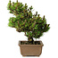 Pinus thunbergii Kotobuki, 24 cm, ± 15 jaar oud