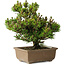 Pinus thunbergii Kotobuki, 24 cm, ± 15 jaar oud