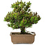 Pinus thunbergii Kotobuki, 24 cm, ± 15 jaar oud