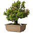 Pinus thunbergii Kotobuki, 24 cm, ± 15 jaar oud