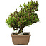 Pinus thunbergii Kotobuki, 24 cm, ± 15 jaar oud