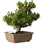 Pinus thunbergii Kotobuki, 24 cm, ± 15 jaar oud