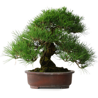 Pinus thunbergii, 32 cm, ± 25 years old