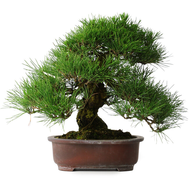 Pinus thunbergii, 32 cm, ± 25 years old
