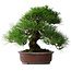 Pinus thunbergii, 32 cm, ± 25 years old