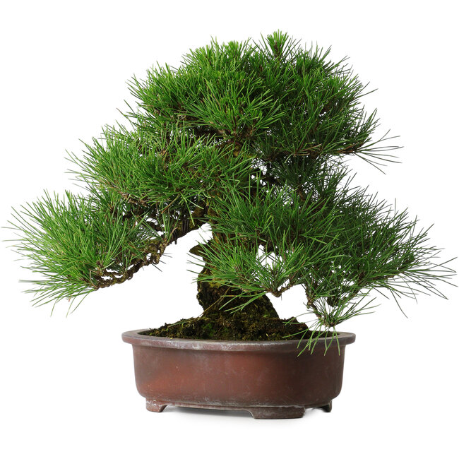 Pinus thunbergii, 32 cm, ± 25 Jahre alt