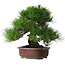 Pinus thunbergii, 32 cm, ± 25 ans