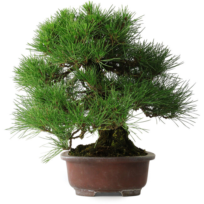Pinus thunbergii, 32 cm, ± 25 Jahre alt
