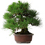 Pinus thunbergii, 32 cm, ± 25 ans