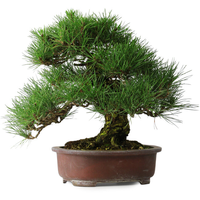 Pinus thunbergii, 32 cm, ± 25 ans