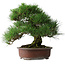 Pinus thunbergii, 32 cm, ± 25 years old
