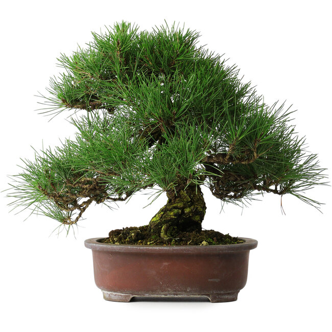 Pinus thunbergii, 32 cm, ± 25 Jahre alt