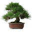 Pinus thunbergii, 32 cm, ± 25 years old