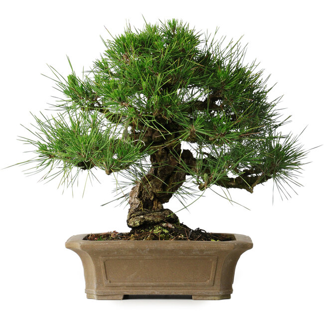 Pinus thunbergii, 33 cm, ± 40 ans