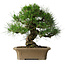 Pinus thunbergii, 33 cm, ± 40 jaar oud