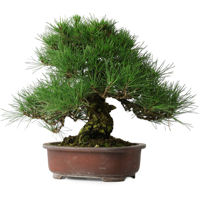 Pinus thunbergii, 32 cm, ± 25 Jahre alt