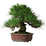 Pinus thunbergii, 32 cm, ± 25 ans