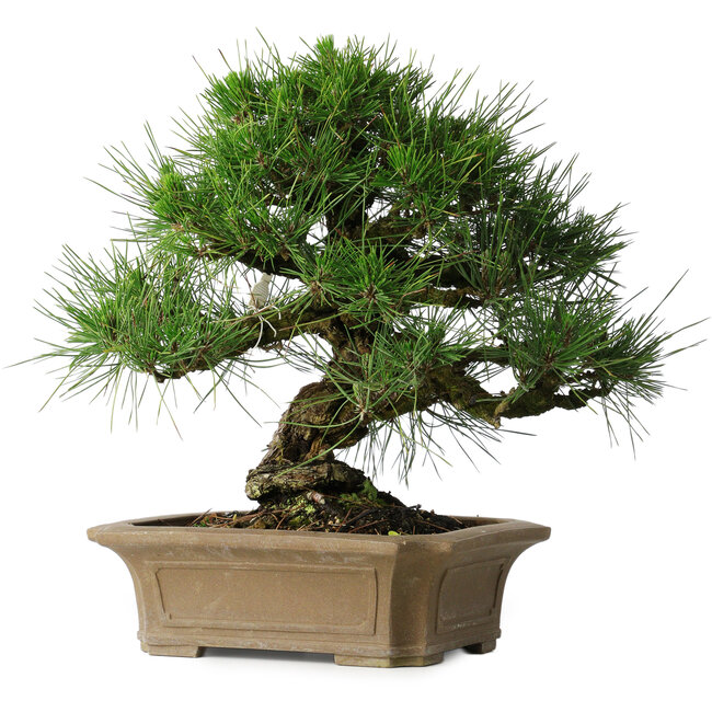 Pinus thunbergii, 33 cm, ± 40 Jahre alt