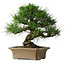 Pinus thunbergii, 33 cm, ± 40 jaar oud
