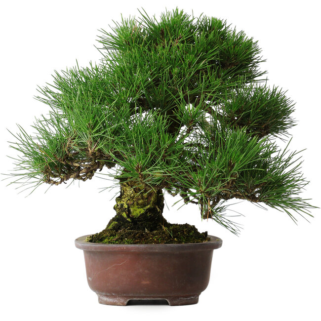 Pinus thunbergii, 32 cm, ± 25 years old