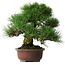 Pinus thunbergii, 32 cm, ± 25 ans