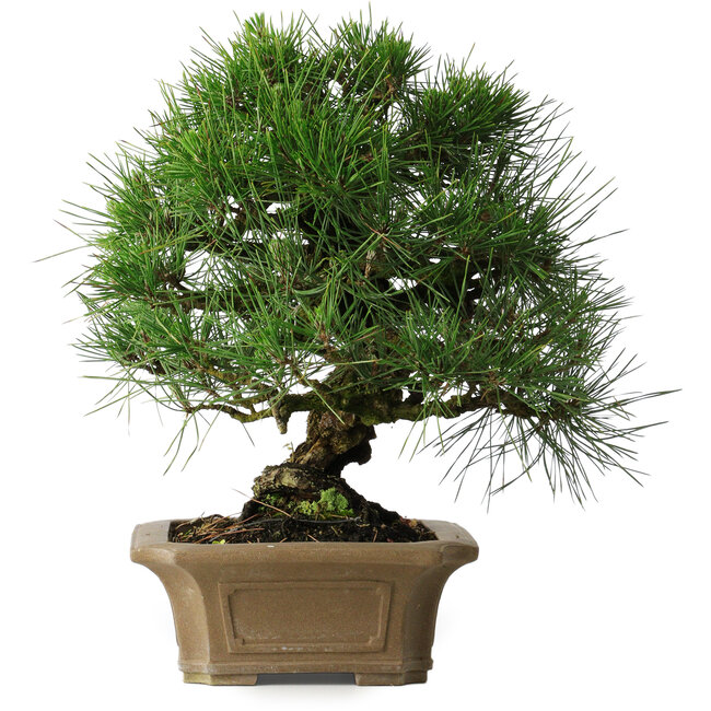 Pinus thunbergii, 33 cm, ± 40 ans