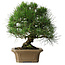 Pinus thunbergii, 33 cm, ± 40 jaar oud