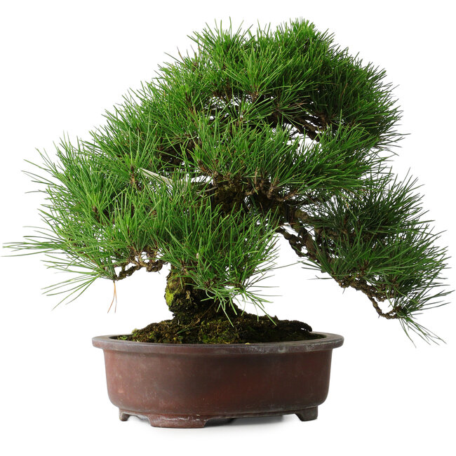 Pinus thunbergii, 32 cm, ± 25 ans