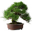 Pinus thunbergii, 32 cm, ± 25 years old