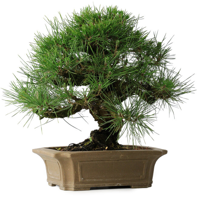 Pinus thunbergii, 33 cm, ± 40 years old