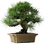 Pinus thunbergii, 33 cm, ± 40 years old
