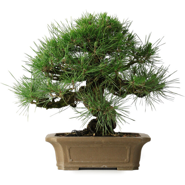 Pinus thunbergii, 33 cm, ± 40 years old