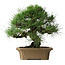 Pinus thunbergii, 33 cm, ± 40 ans