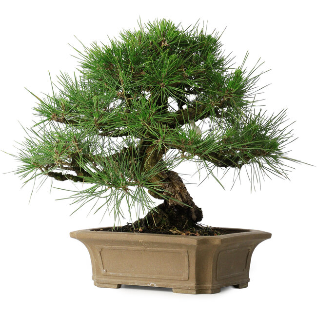 Pinus thunbergii, 33 cm, ± 40 Jahre alt