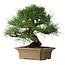 Pinus thunbergii, 33 cm, ± 40 ans