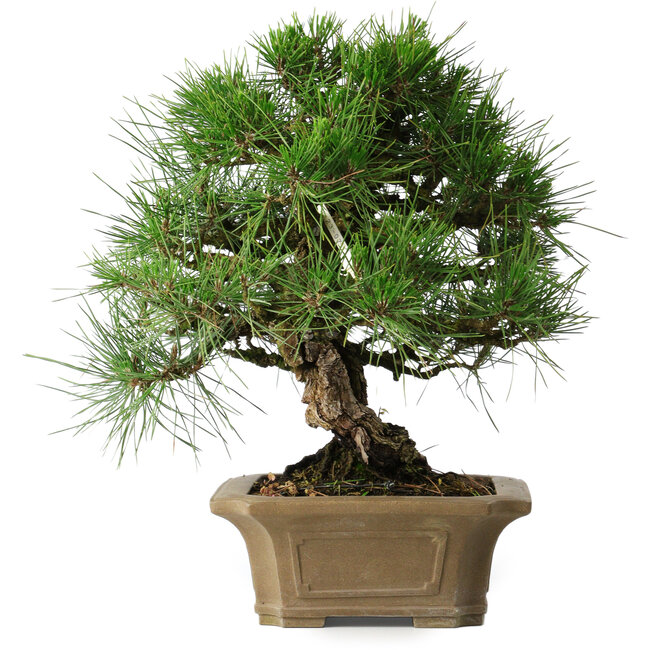 Pinus thunbergii, 33 cm, ± 40 Jahre alt