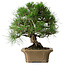 Pinus thunbergii, 33 cm, ± 40 ans